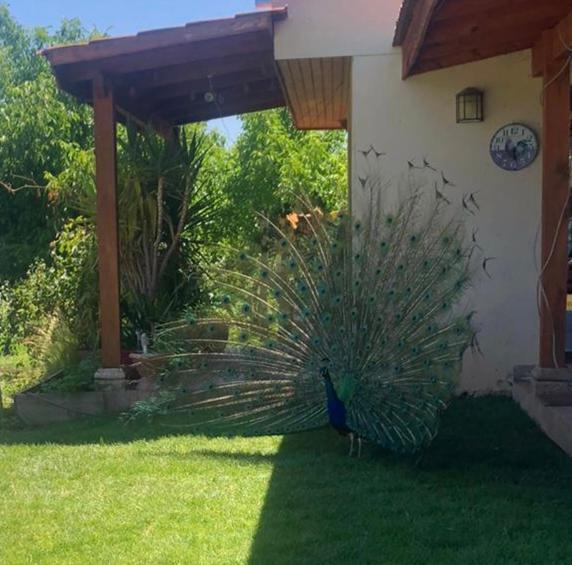 Alojamiento Los Nogales Santa Cruz Eksteriør billede